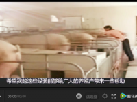 母豬產后怎樣護理飼喂品質高？