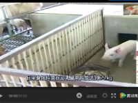 夏天到了，如何建設豬舍和豬場消毒？