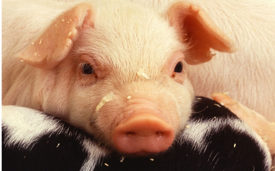 你知道嗎？豬是有認(rèn)知能力的