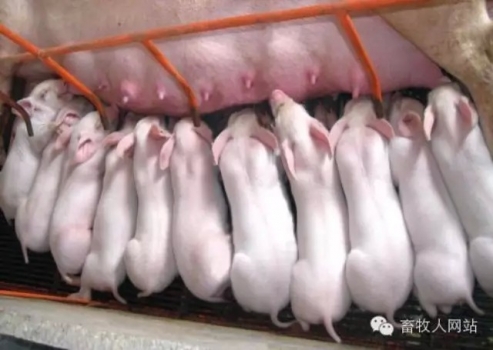 仔豬斷奶后第1周應(yīng)該吃多少？一個(gè)具有高度爭(zhēng)議的話題，您怎么看？