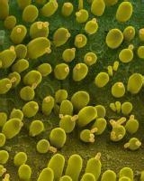 如何正確選擇酵母產品？