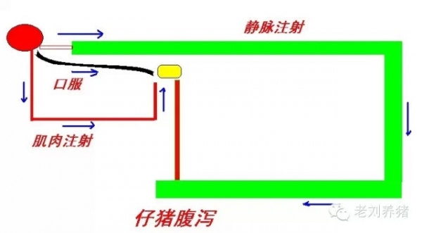 老劉養豬故事——腹瀉治療方法比較