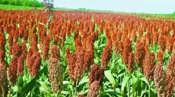 飼料中使用高粱大麥時應(yīng)注意的加工工藝問題