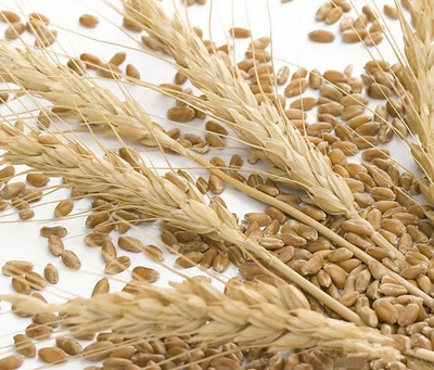 飼料中使用高粱大麥時應注意的加工工藝問題