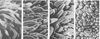 【試驗】生物飼料，解決斷奶期腹瀉、生長停滯新方法