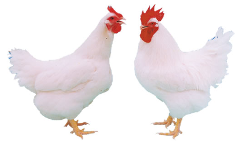 四大白羽肉雞上市公司：聯合推廣白羽肉雞的公告