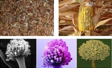 新希望六和品控總監郭吉原：霉菌毒素吸附劑的評估方法