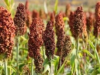 關于高粱的幾點討論