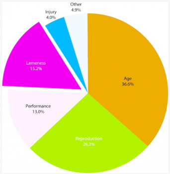 【翻譯】三步法提高母豬胎次