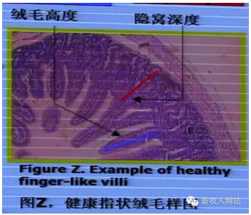 最佳腸道健康是良好生產(chǎn)能的基礎(chǔ)