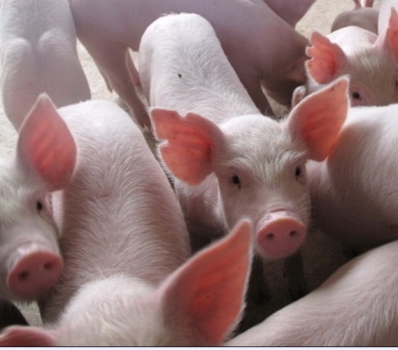 保育豬冬天如何才能皮紅毛亮？