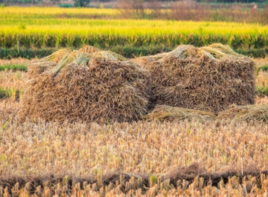 分娩時(shí)如何鋪草保護(hù)仔豬