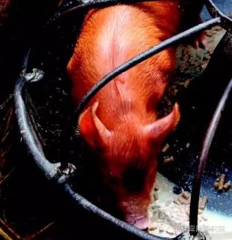 仔豬要不要教槽？該怎樣教槽？