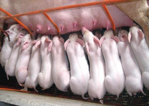 提升母豬年生產力的6大關鍵措施，想多生就得這么干