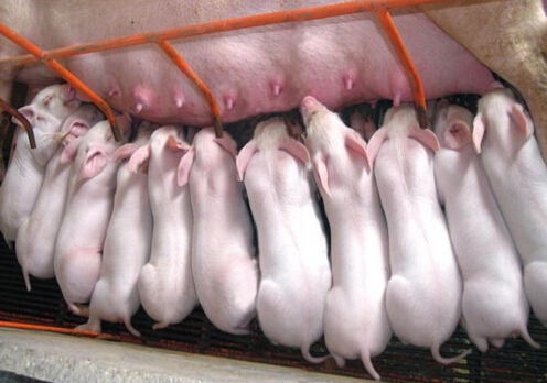 影響豬窩產仔數的因素