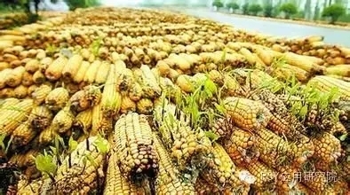 霉菌毒素為什么會降低養殖業中動物生產率和盈利能力?