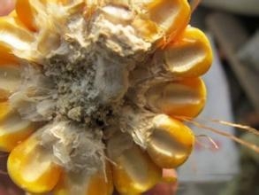 霉菌毒素對豬繁殖性能的影響（一）