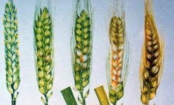 夏收小麥“嘔吐毒素”超標(biāo)，將被拒絕入庫(kù)！(這樣緊急處理或許可行)