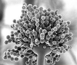 霉菌毒素對豬繁殖性能的影響（二）