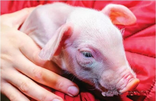 霉菌毒素對豬繁殖性能的影響(三)