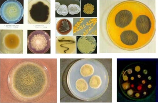DDGS：霉菌毒素對(duì)豬只采食量、腸道健康以及免疫的影響