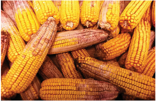 【原創】防范豬飼料中的嘔吐毒素