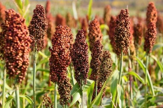 【原創(chuàng)】高粱的飼喂建議