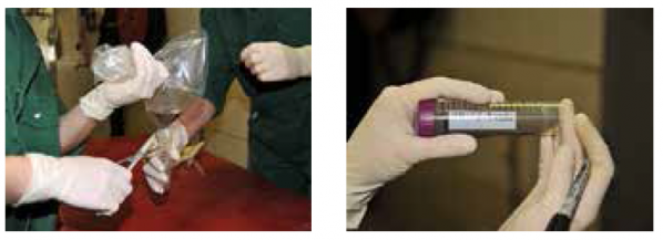 【原創(chuàng)】豬唾液用于疾病診斷的實(shí)用指南