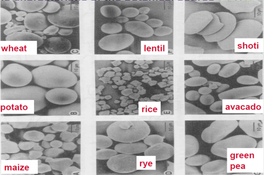 專題：各種淀粉在豬飼料中應用效果總結