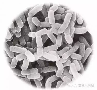 益生菌、胃腸道微生物和宿主之間相互作用的研究進展