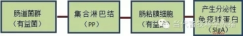 腸道2.webp.jpg