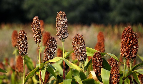 關于高粱的幾點討論