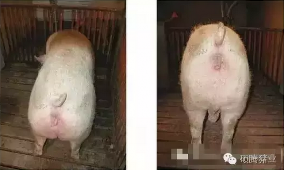 繁殖與育種 | 您不知道的母豬體況評分標準？！