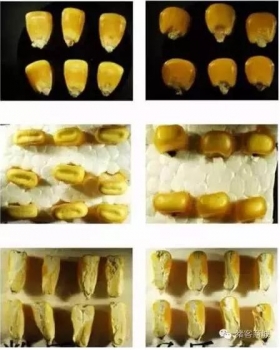膠質玉米和粉質玉米的區別