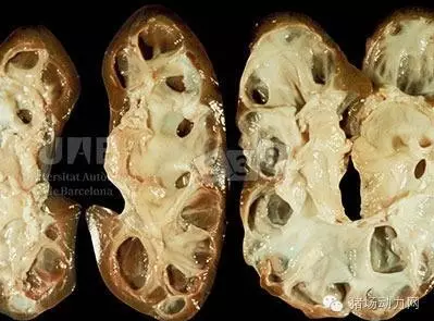 【技術】最新豬病診斷，配高清圖（一）