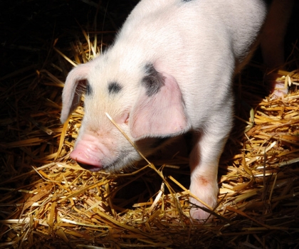 初乳：預(yù)防哺乳仔豬腹瀉的關(guān)鍵（原創(chuàng)）