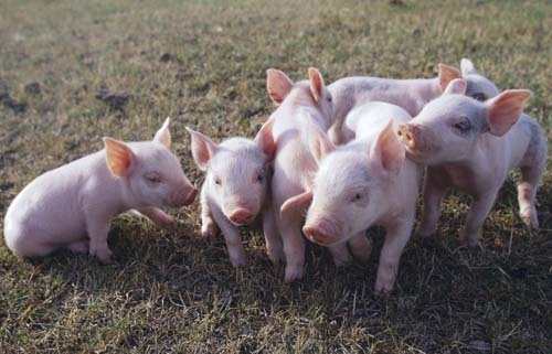 異麥芽酮糖醇在豬腸道的消化過程：將異麥芽酮糖醇作為一種甜味劑
