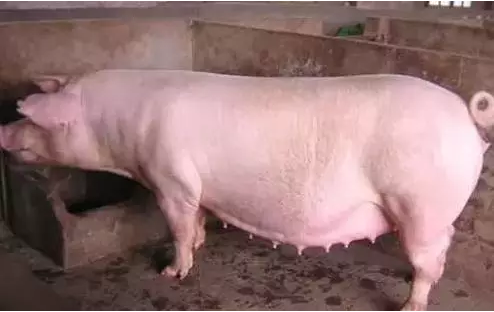 妊娠母豬的保胎技術(shù)要點(diǎn)，這些細(xì)節(jié)都要注意