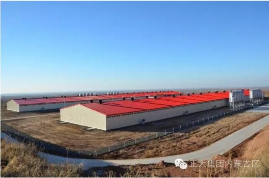 厲害了！看正大集團如何實現(xiàn)人均飼養(yǎng)1萬頭生豬的秘密？