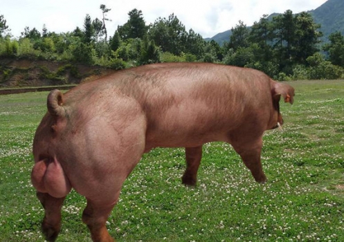 飼養方案對170-250公斤杜洛克公豬的增重、精液性能、性欲和跛腳的影響