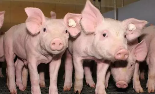 仔豬日糧中添加銅能促進生長和預防腹瀉！！！