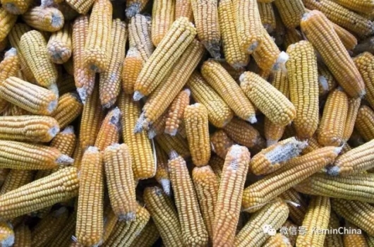 2016霉菌毒素污染幾項爆表？