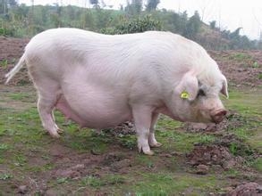 哺乳母豬成功飼養的關鍵