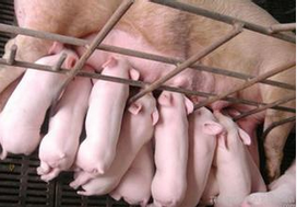 母豬產后泌乳障礙綜合癥常發生在什么時間？如何預防及治療？