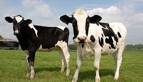 反芻動物對飼料的消化和吸收