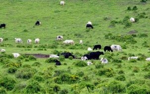 他們，正在離開畜牧養殖行業