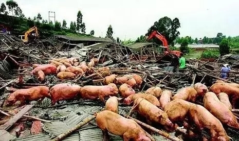 剩余豬場全部拆除！全國多地全面啟動禁養區清除行動