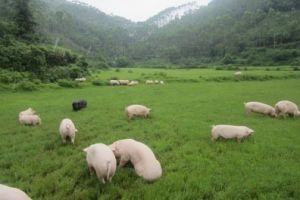 “南豬北上”趨勢已定 內蒙古發聲“因地制宜”