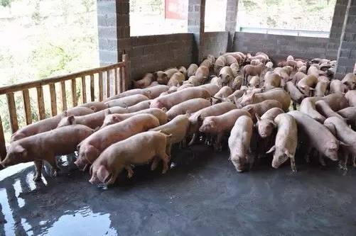 2017生豬禁養大勢已至，養殖戶已成必輸賭徒？