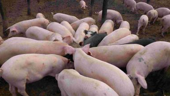 兩會代表：建議國家加大對生豬養(yǎng)殖污染防治補(bǔ)助力度